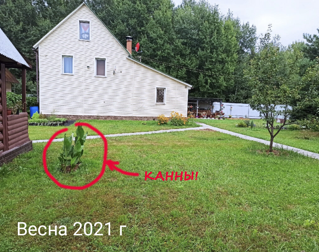 Первые цветы на участке - КАННЫ.