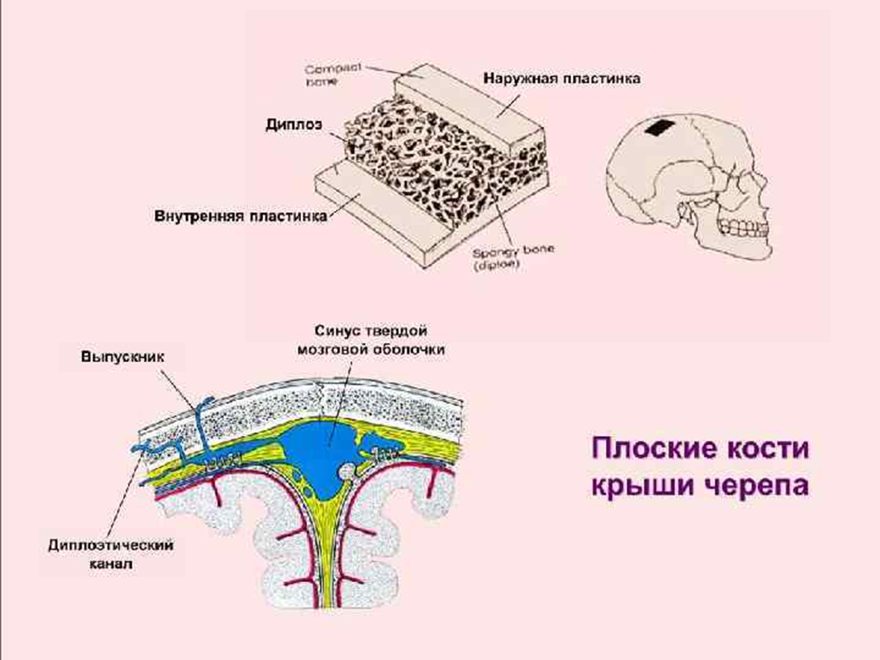 Кортикальная кость