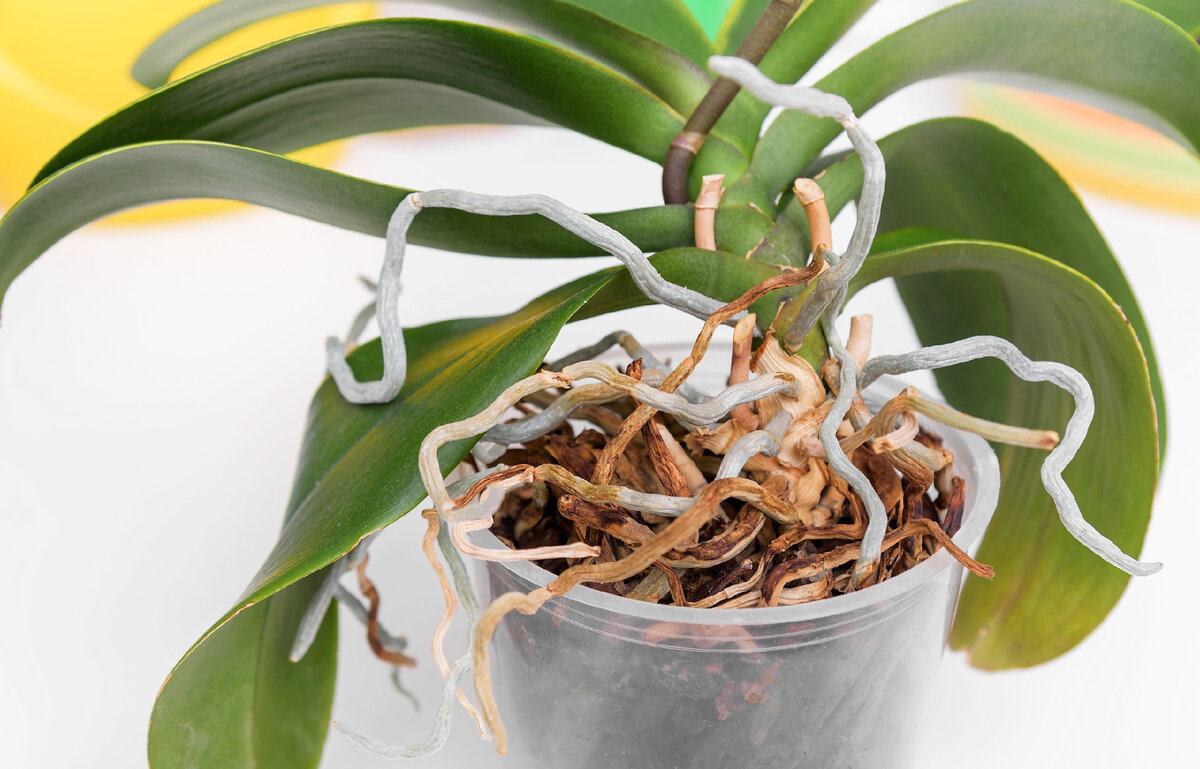 Что делать, если сохнут стебли орхидеи