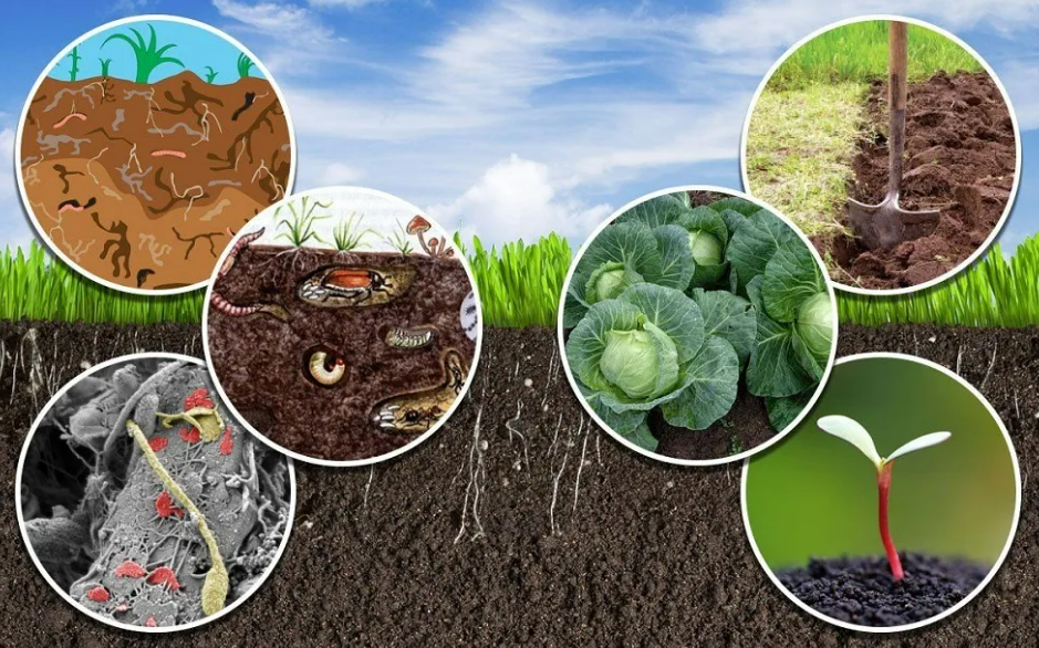 Фотография взята из источника uspeh-dacha.ru