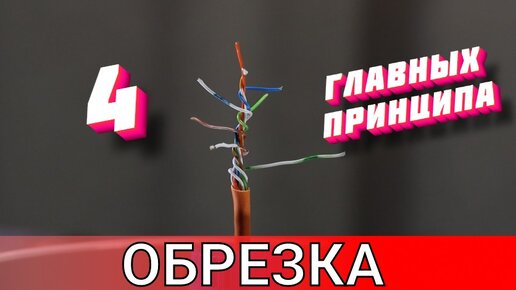 下载视频: 4 принципа обрезки обязательно посмотрите перед тем как подойти к дереву с секатором