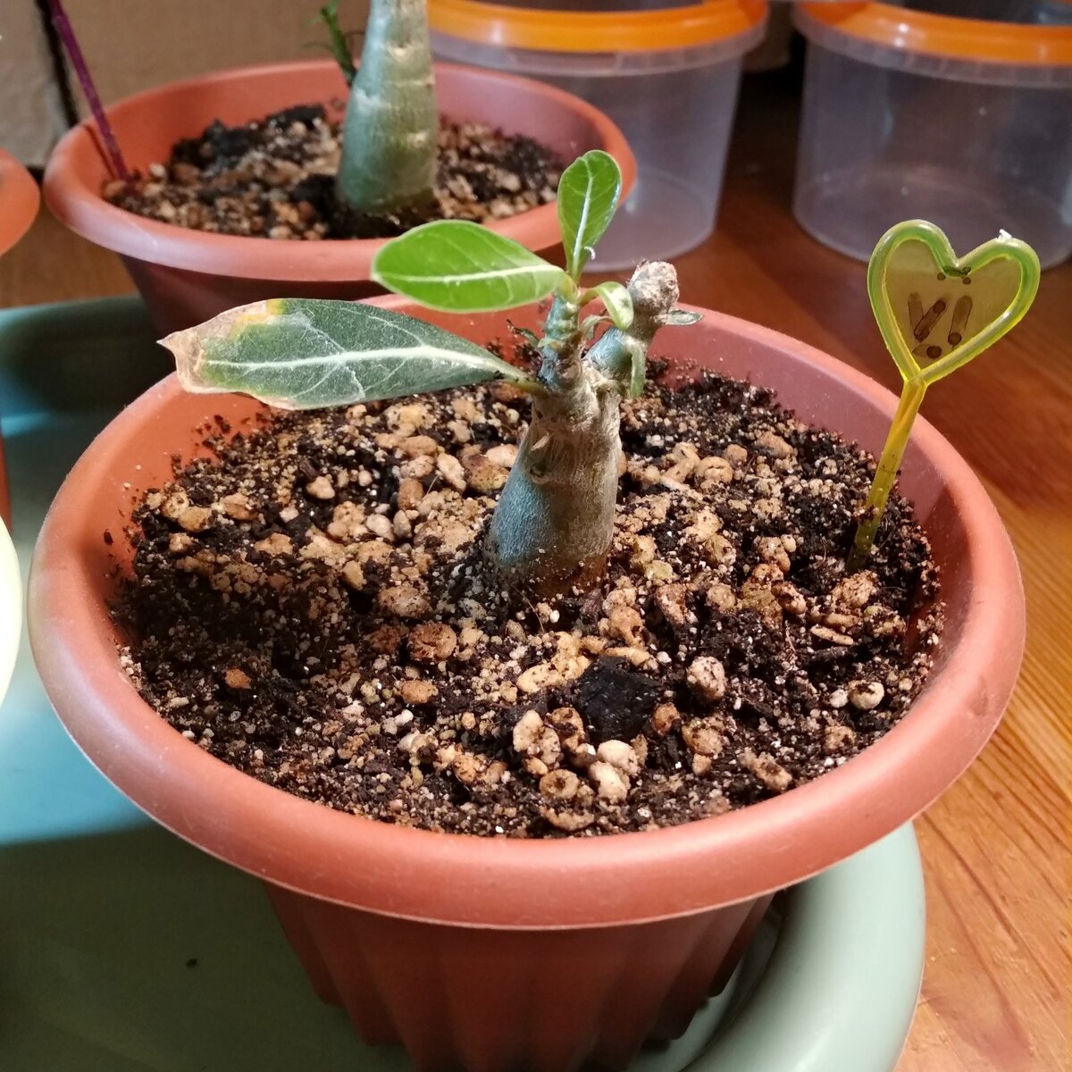 Это семечко изначально было очень худое, сеянец взошел худой с желтыми листьями. И сейчас растение развивается хуже всех.