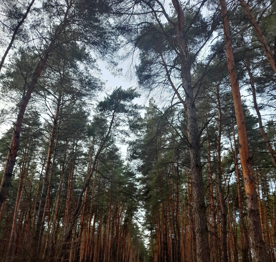 Как вырубают Корочанский лес в Белгородской области - Лежнев Сергей - ЖЖ