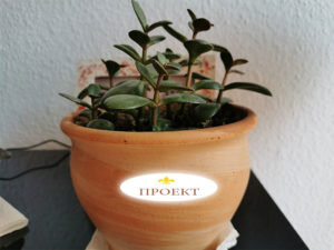 Бойцыпка, как Вы помните, конечно же, была не в курсе, и вообще сама случайно попала в эту авантюру. Хотя, как мы знаем, ничего случайного не бывает! И обе наши героини (и даже где-то Рахматулька Хюрем за кадром) к этому шли. Поэтому время и пространство соединило их, надеемся, что и ПРОЕКТ тоже. Но это уже будет зависеть от них.