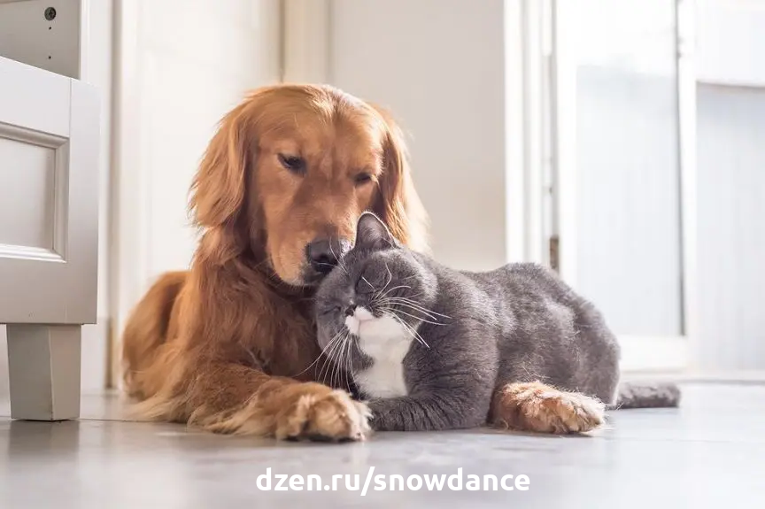 Собака с кошкой