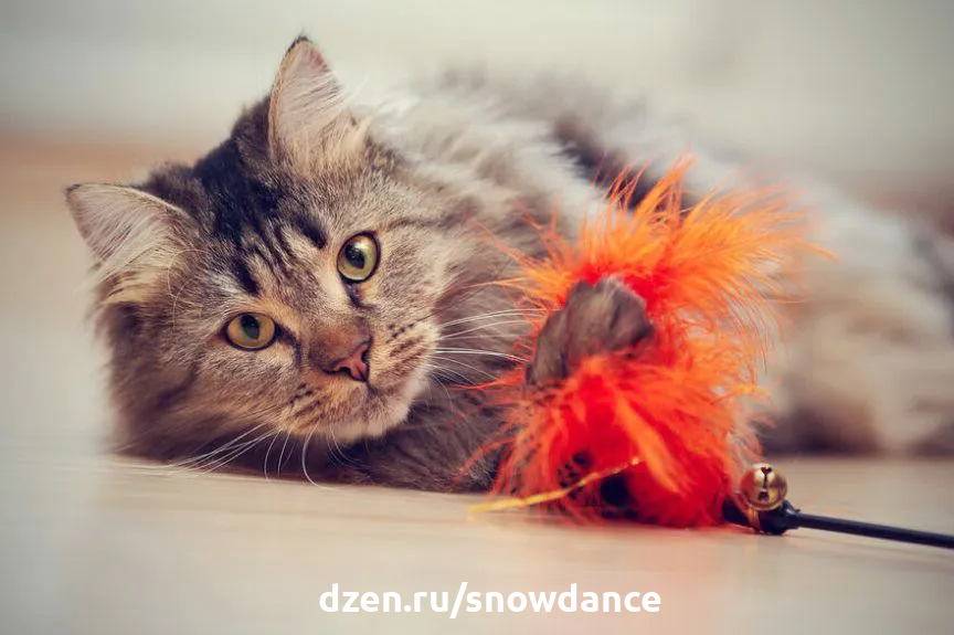 Кот играет с дразнилкой