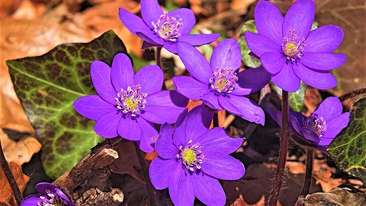 Печеночницы благородлная