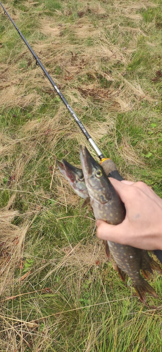 Щуки, пойманные без поводка. Третья перекусила плетенку.