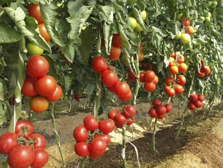 Фотография взята из источника mirtomatov.com