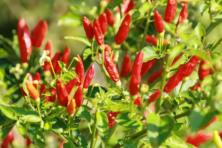 Фотография взята из источника mirperca.ru