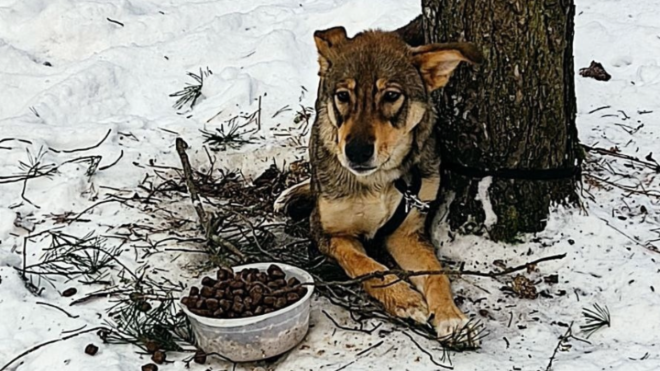 Фото: Управление ветеринарии Ленинградской области 
