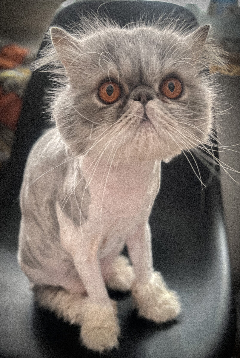 Лев