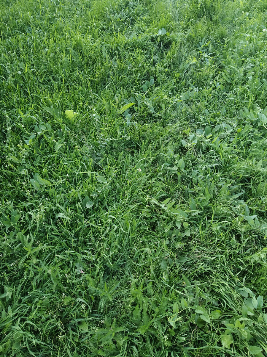 Фото из личного архива автора. Конечно, это не Шотландия, но это не менее прекрасный дворик у нас в деревне.