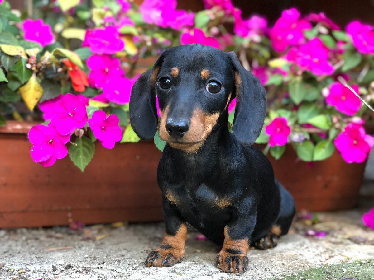 кроличья такса

  


