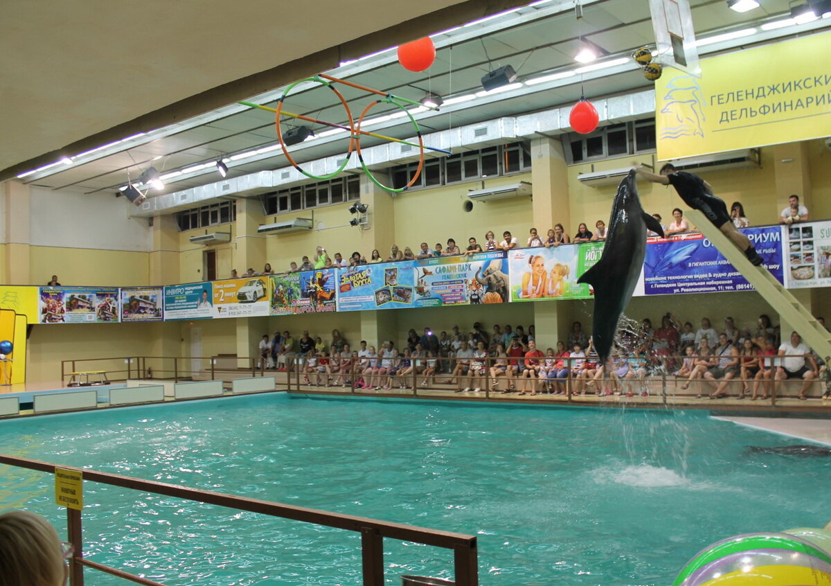 Фотогалерея Геленджикского дельфинария