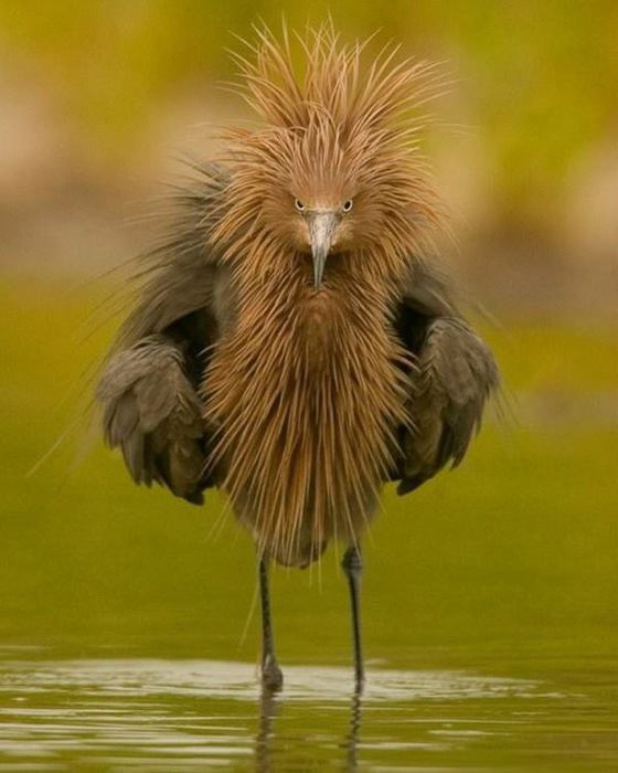 Взъерошен самой природой)