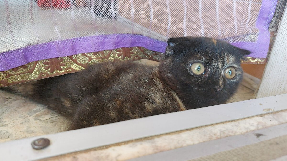 Пошаговый захват территорий. Полное руководство с иллюстрациями.