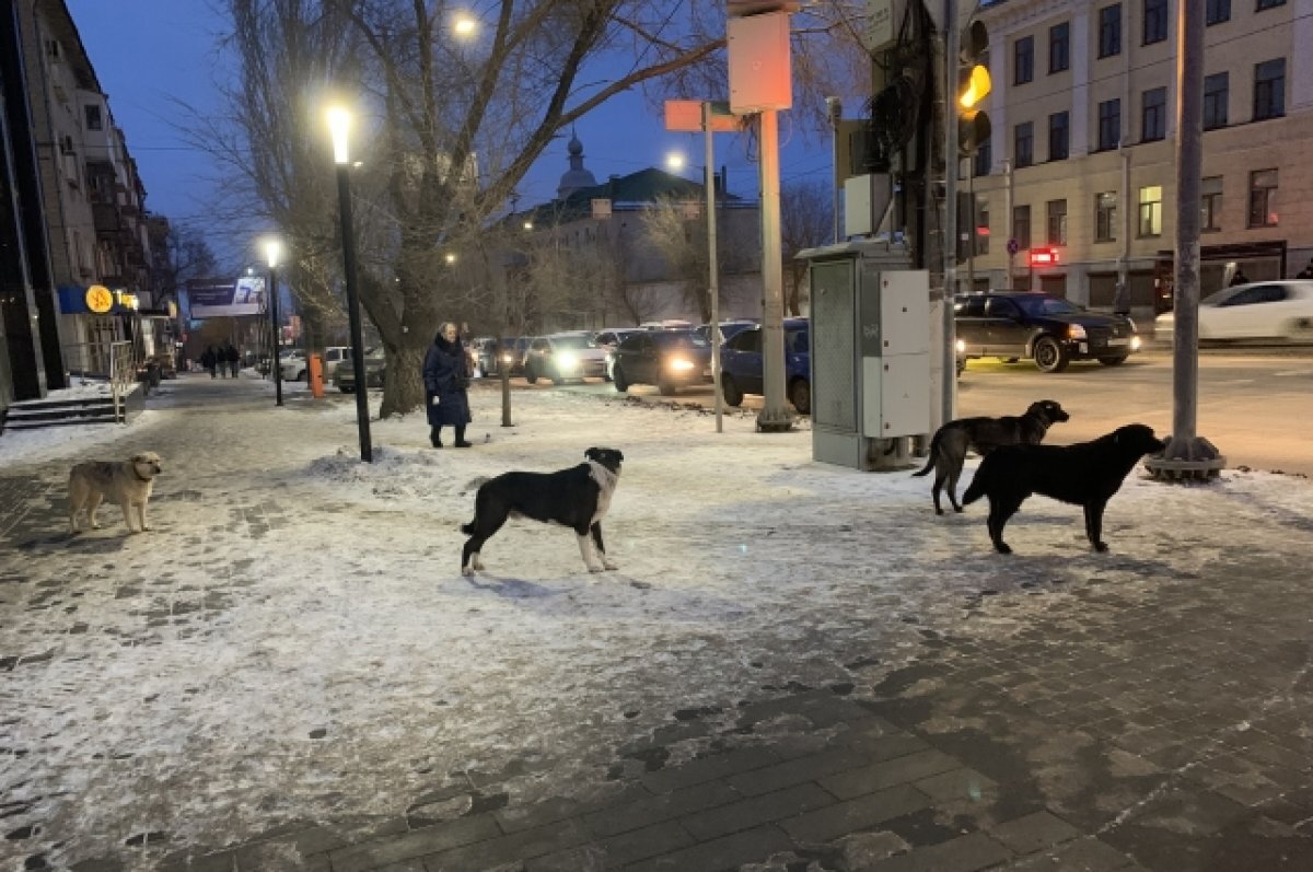    В Воронеже определили места, куда нельзя возвращать животных после отлова