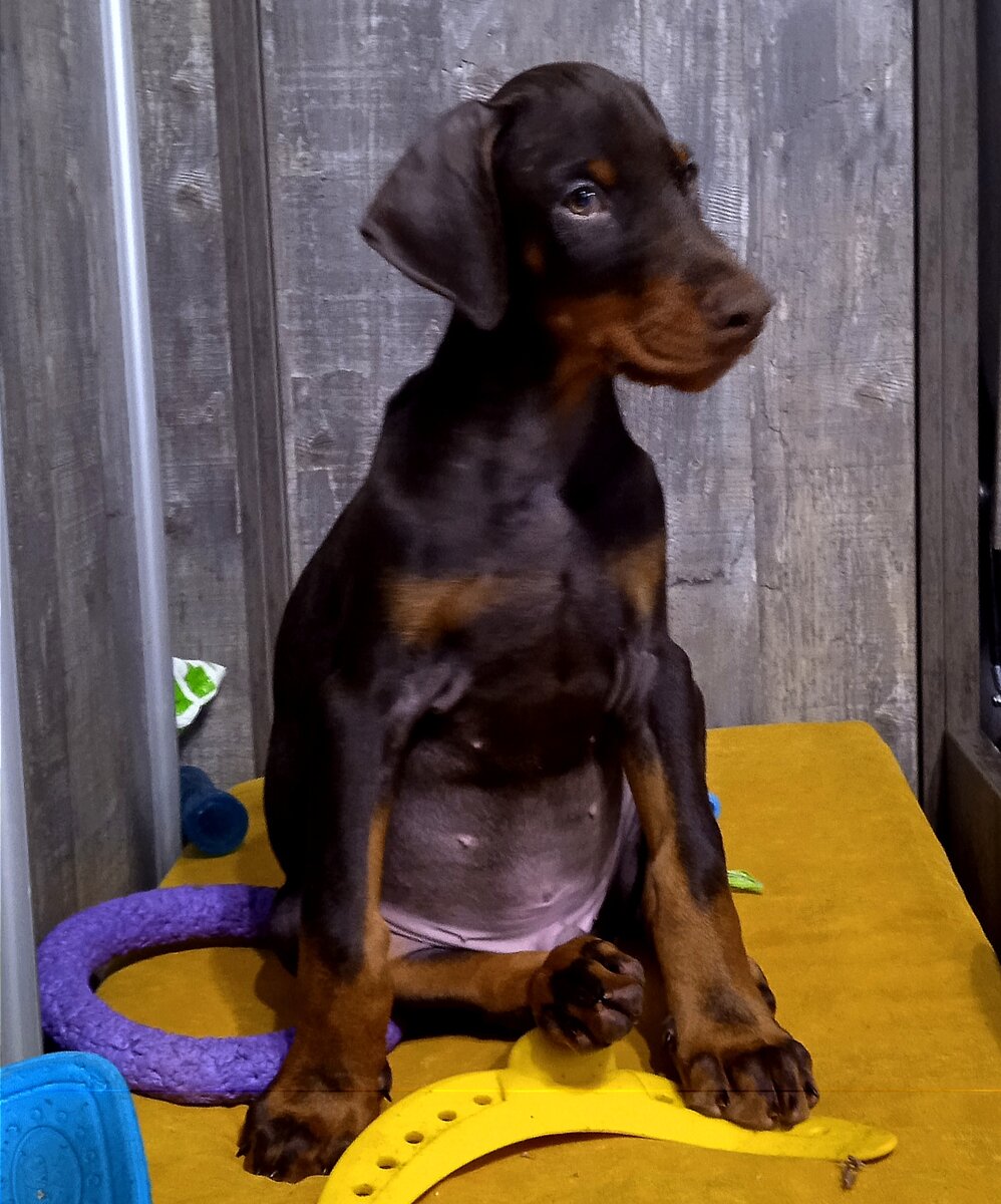 Я пока не гуляю, но где моя красивая одежка?! 