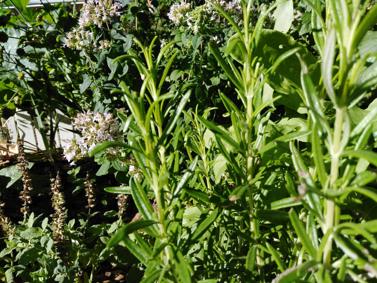 Особенность розмарина - длинные, узкие и блестящие, супротивно расположенные листочки, напоминающие иголки