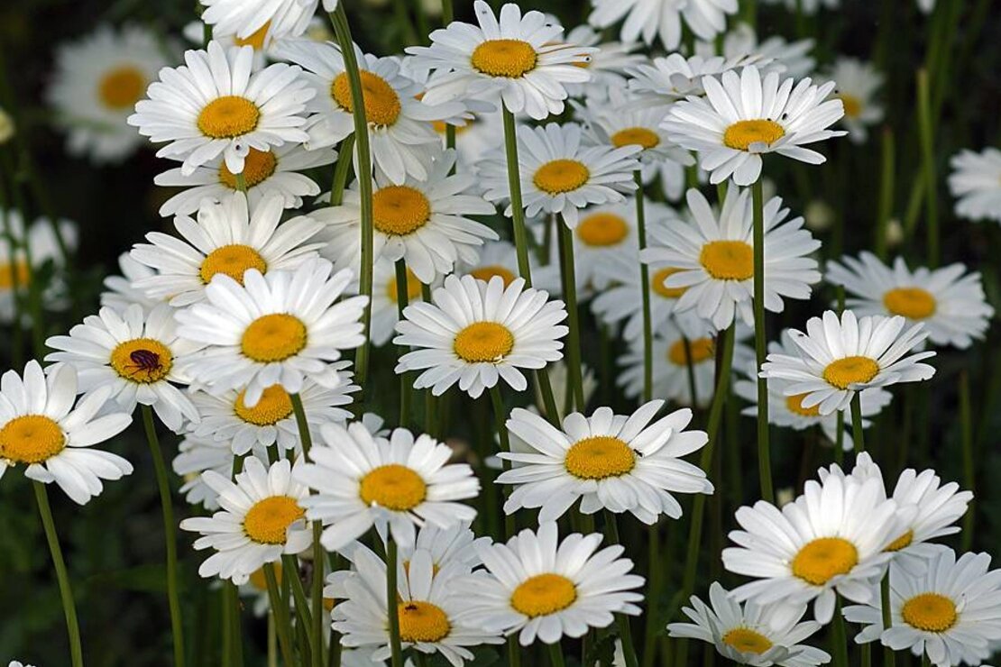 Нивяник Leucanthemum