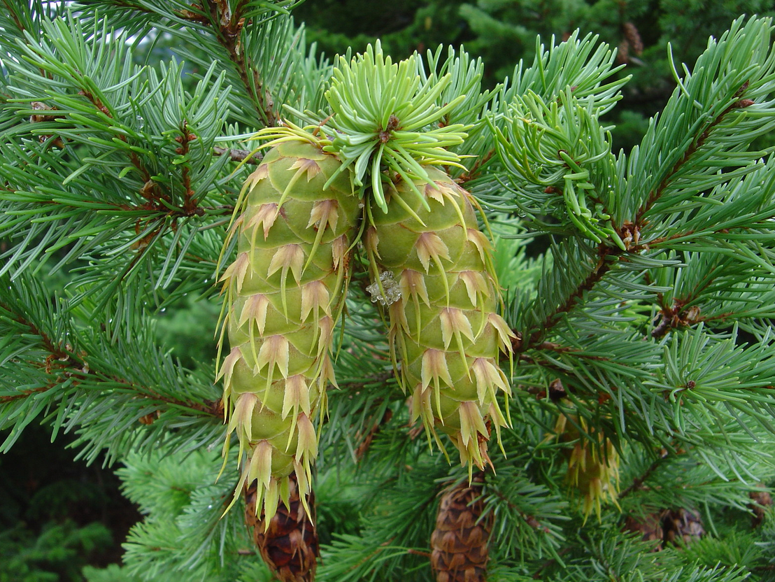 Лжетсуга Мензиса. Пихта Дугласа. Pseudotsuga menziesii (Мензиса). Псевдотсуга Мензиса Грейсфул Грейс.