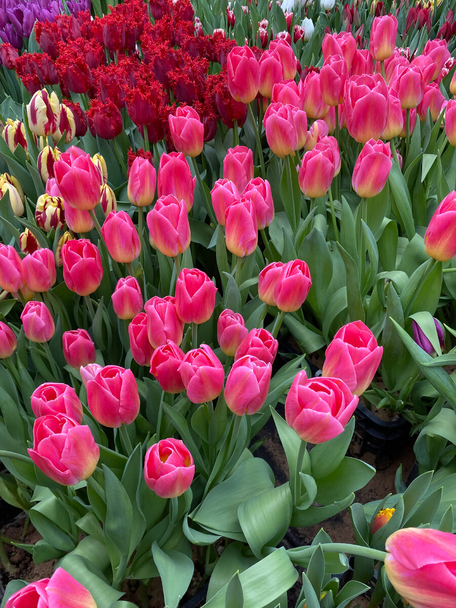 Чудесные тюльпаны с выставки цветов в нашем городе 🌷