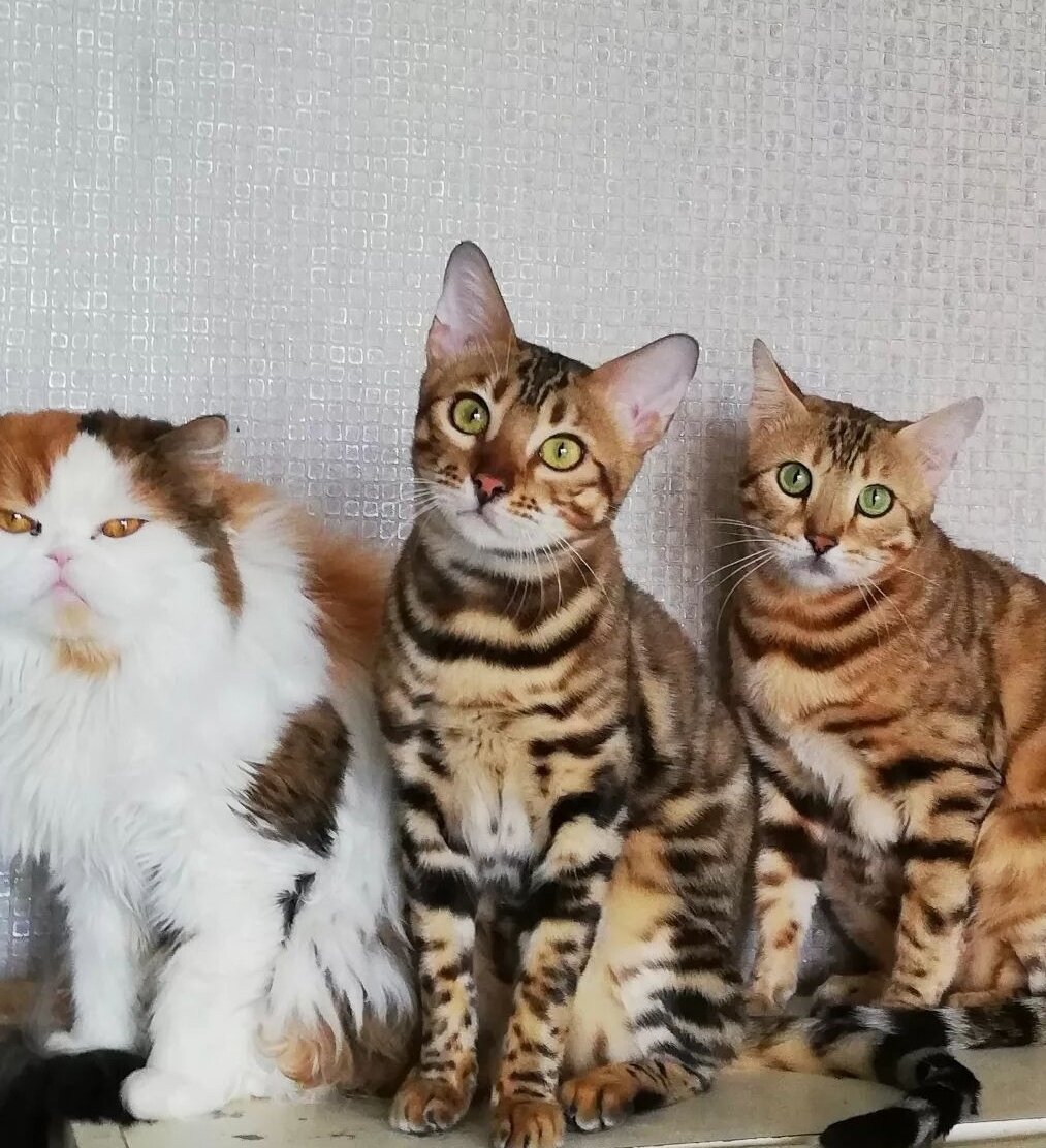 Банда в ожидании))