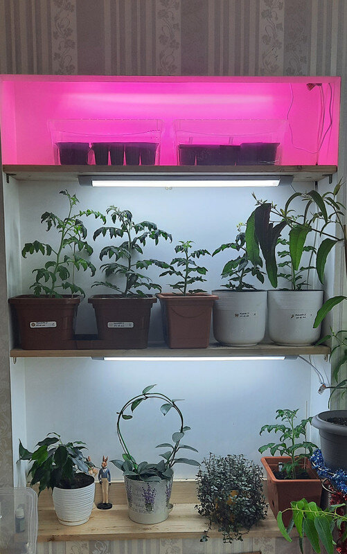 К этой стене в своё время пристроили кухню, поэтому окна тут больше нет. зато есть полки, лампы и растюхи)