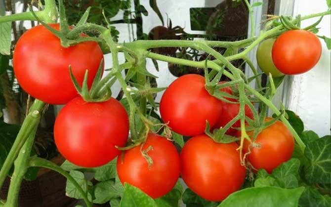 Индетерминантные томаты