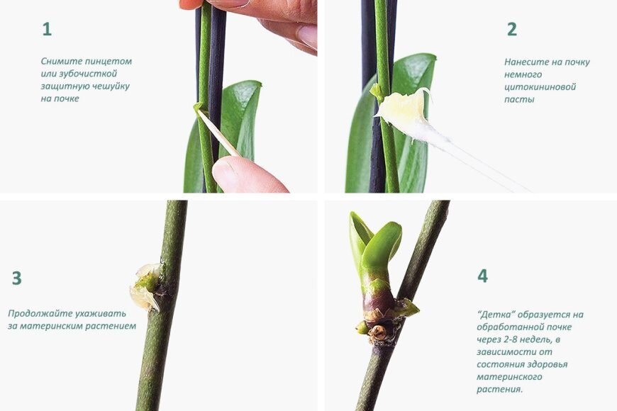 Цветонос Орхидеи: Появление, Развитие, Цветение | Всё об Орхидеях