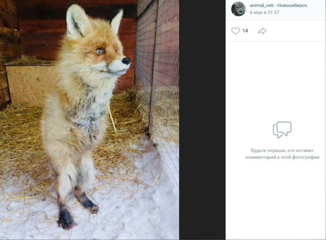 ФОТО: СКРИНШОТ ANIMAL_NSK // ВКОНТАКТЕ