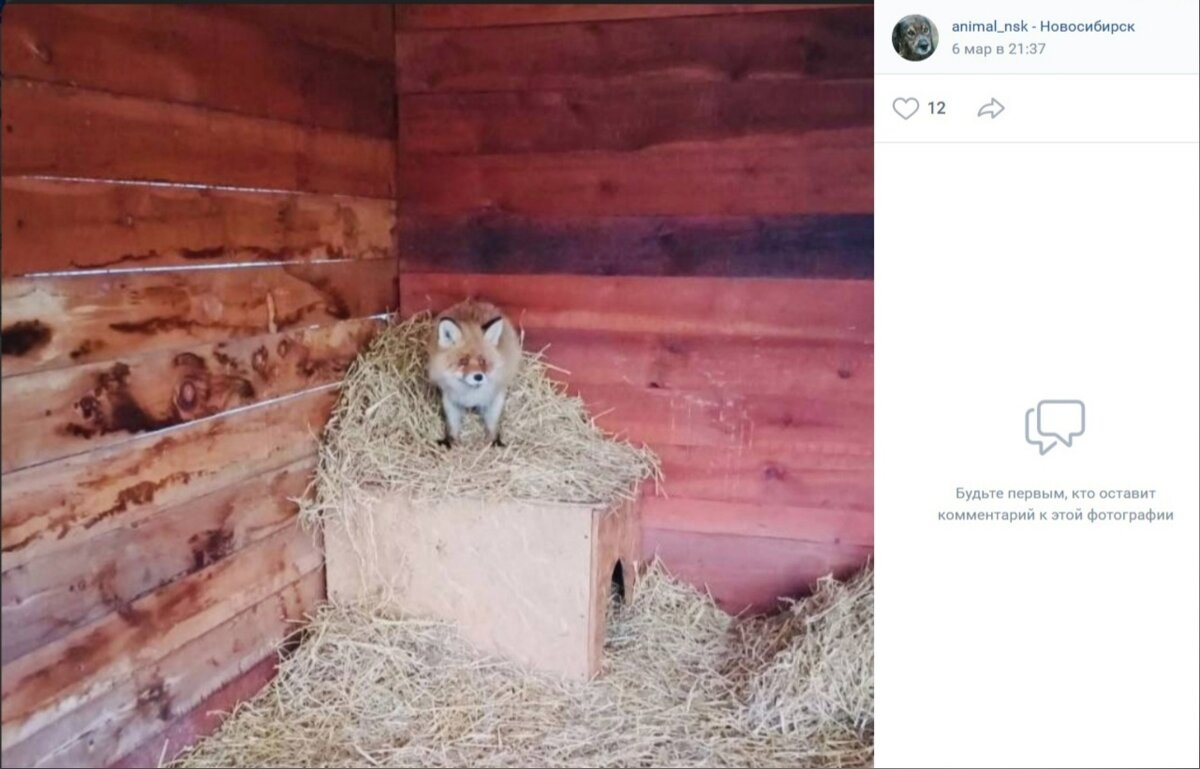 ФОТО: СКРИНШОТ ANIMAL_NSK // ВКОНТАКТЕ