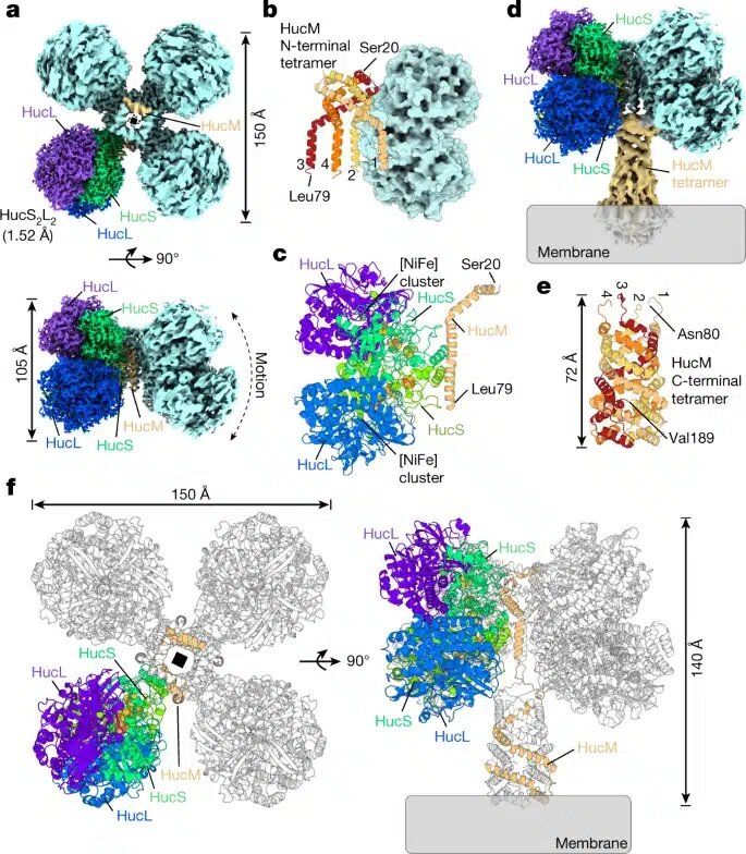    Детали строения фермента Huc / © Greening Ch., et al., Nature, 2023
