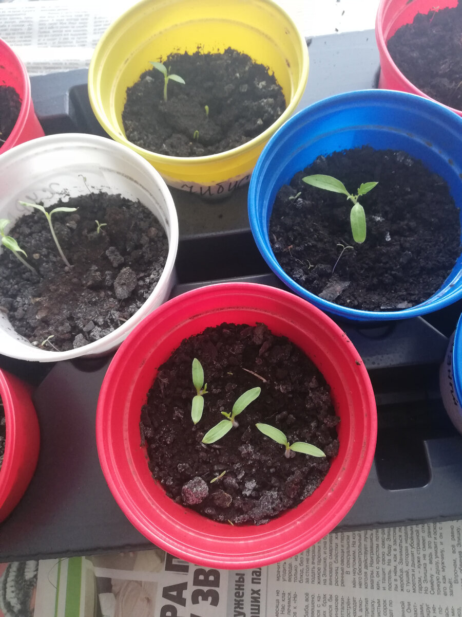 э такая рассада у меня выросла