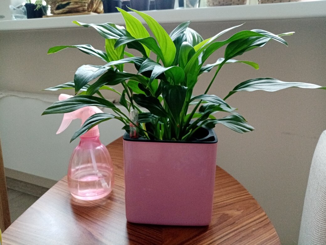 Опять же со стороны и не скажешь, что кашпо подобрано не по размеру, и эстетика растения в кашпо сохранена. Но я жду, когда куст разрастётся ещё, пересажу в 12шку, и тогда совсем будет красота - та самая, которая пока лишь доступна моему внутреннему взору. Фото автора