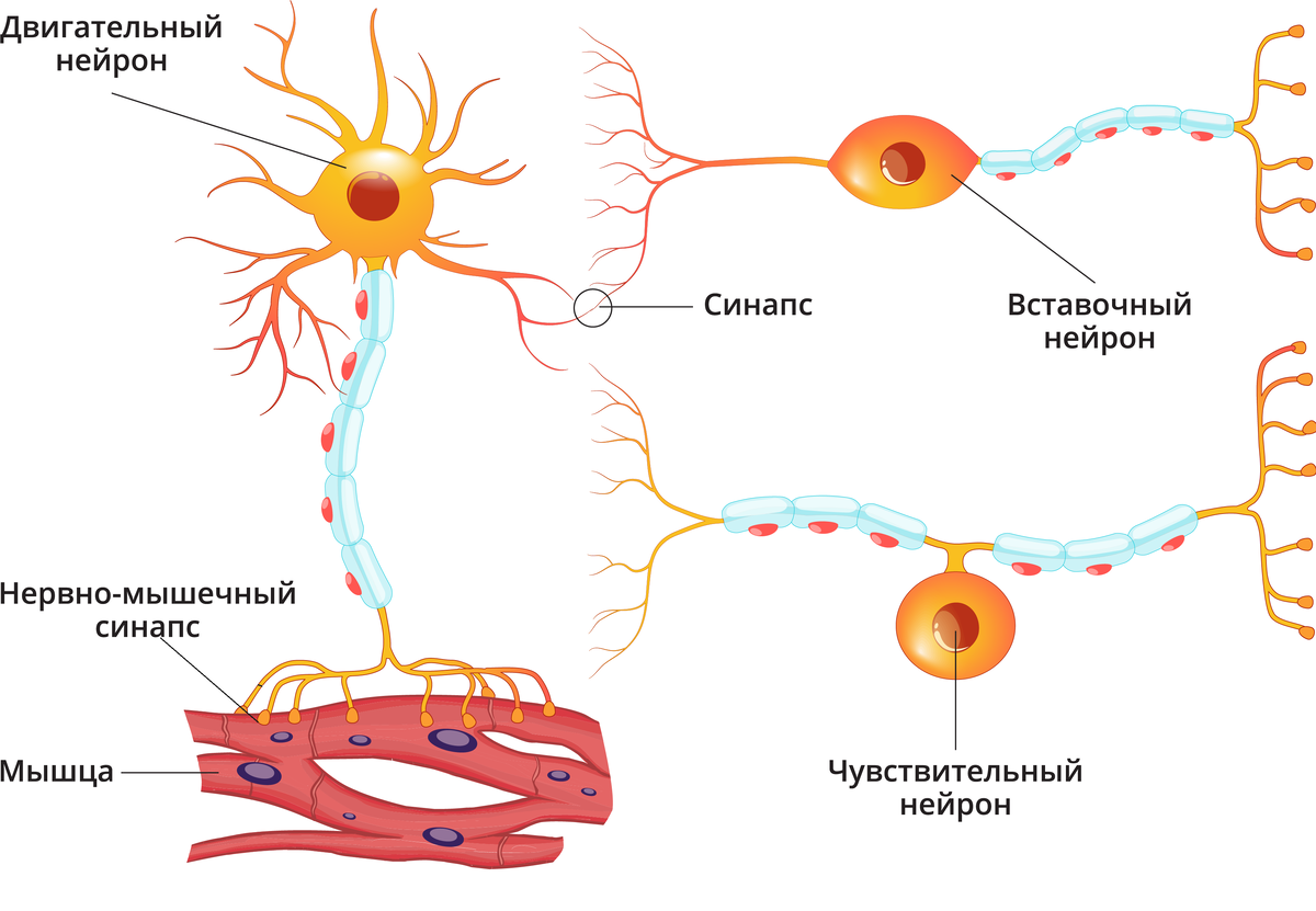 Аксональное сенсорных волокон. Строение нейрона и синапса. Типы нейронов схема. Строение нервной ткани синапс. Типы нейронов биология 8 класс.