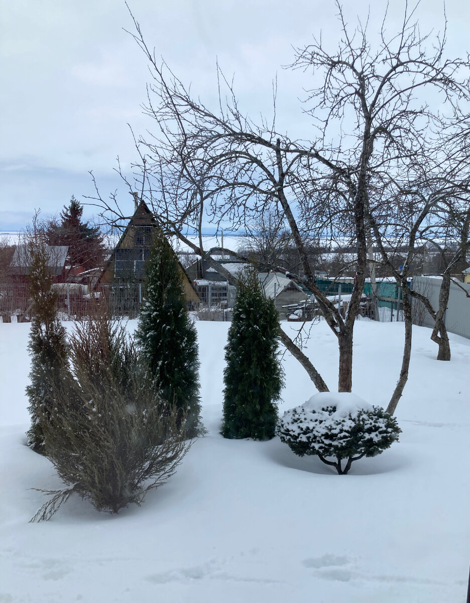 Снежный сад 