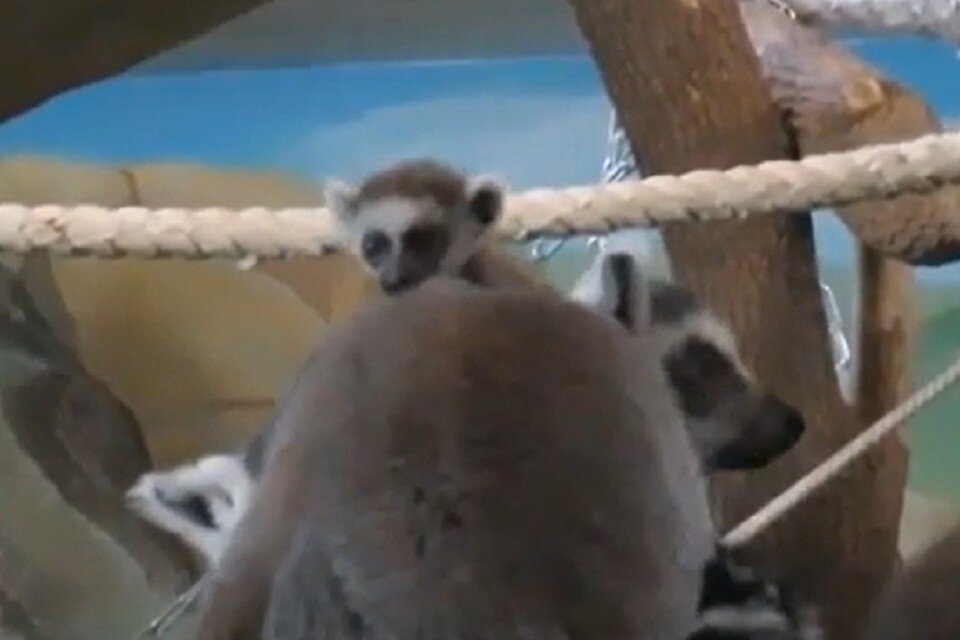     В Новосибирске крошка-лемур катается на голове у старших и изучает вольер. Фото: стоп-кадр.