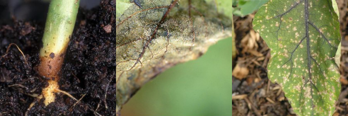 Некоторые грибковые заболевания пасленовых культур