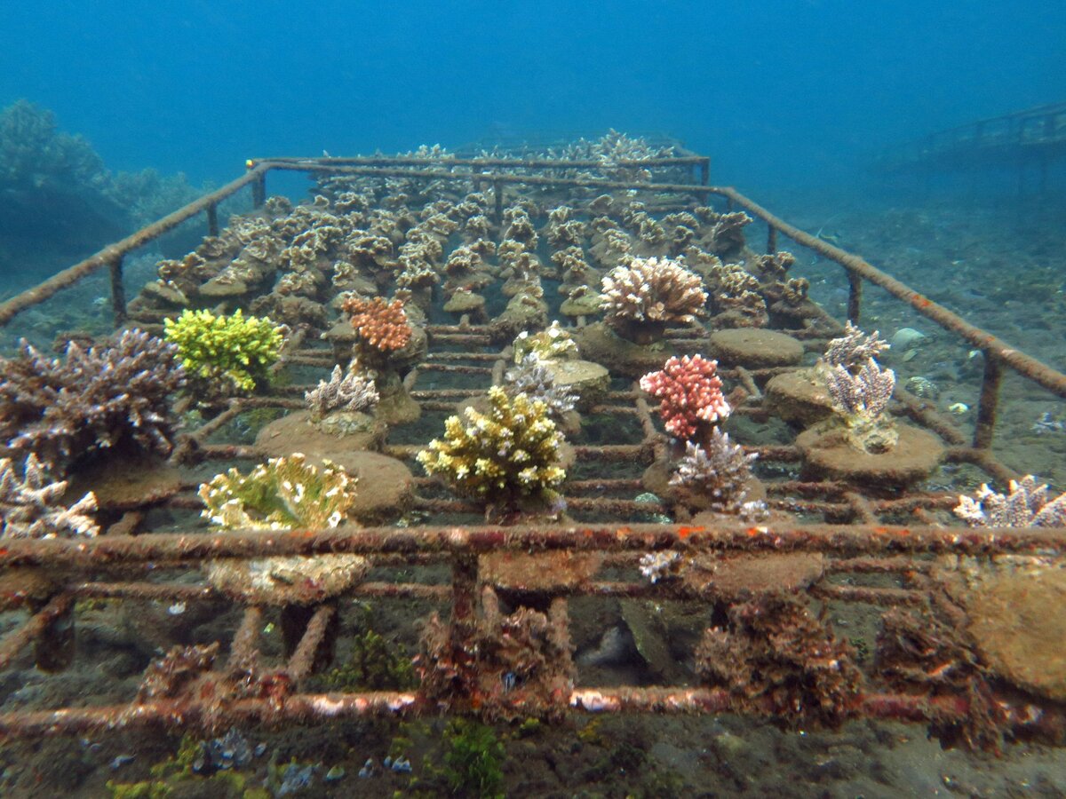 У хорошего коралловода всё по порядочку... 
