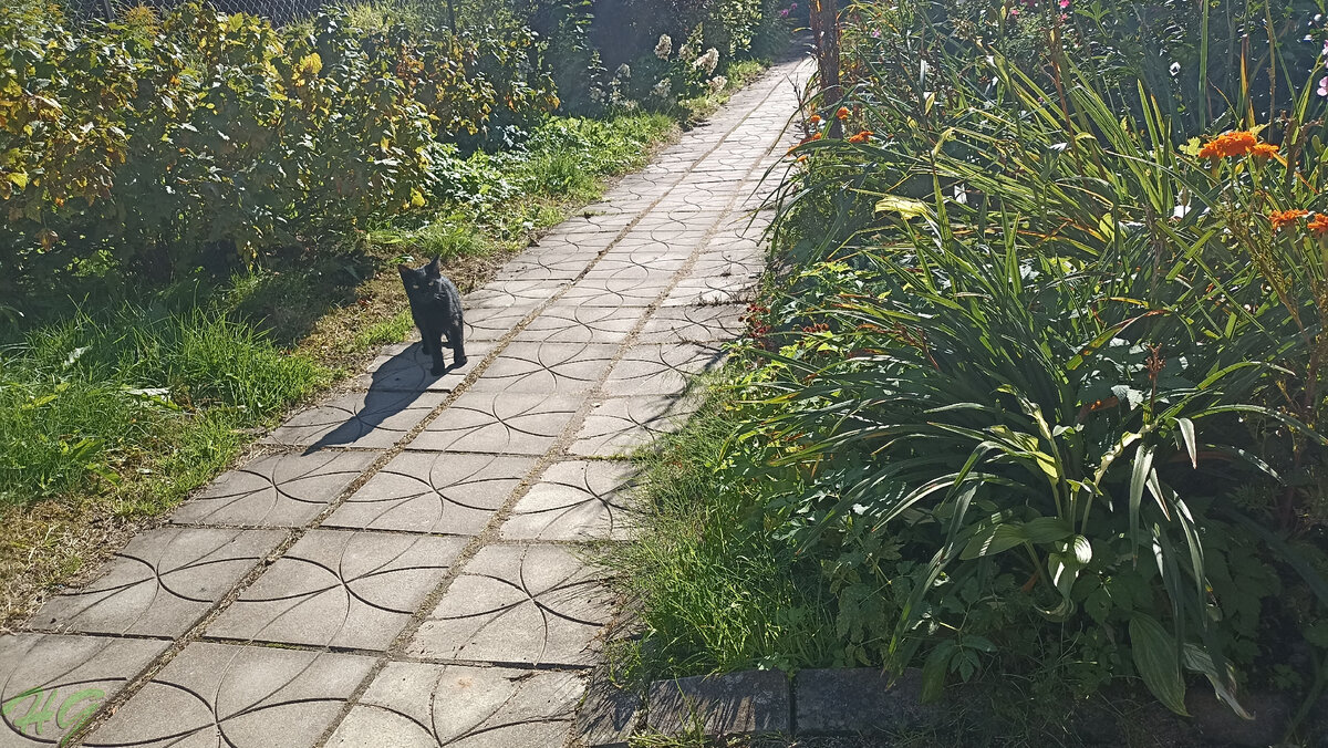 Кот не наш, пришел в гости )))))