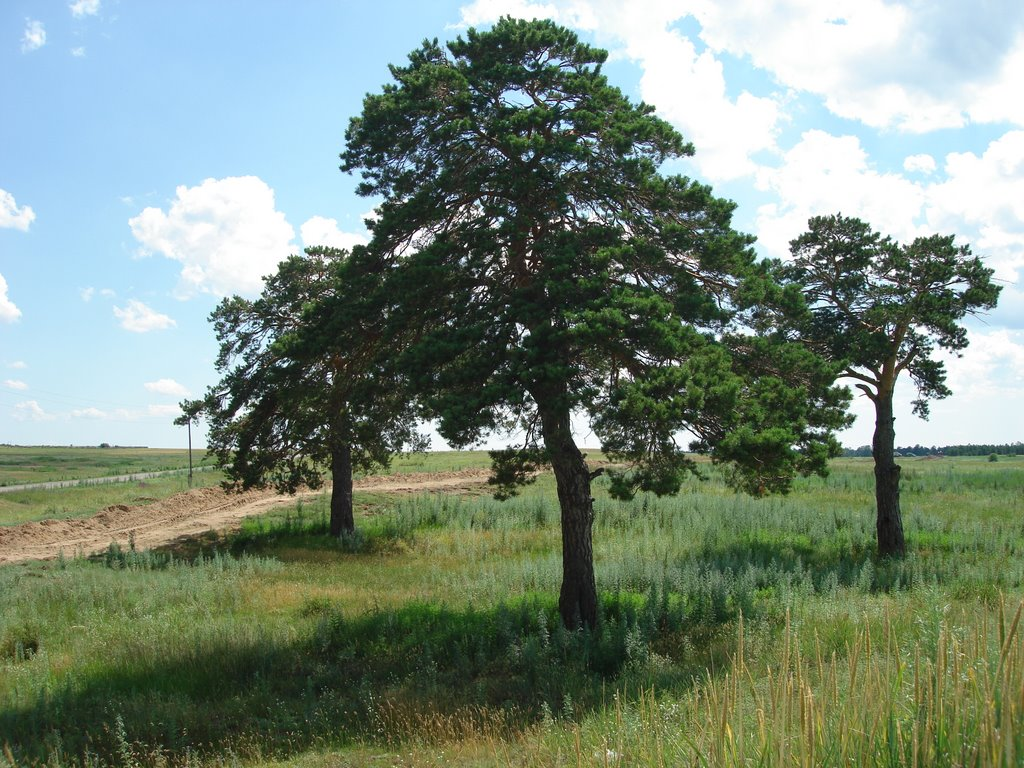 муромская дорога три сосны. муромская дорога три сосны. три сосны тюмень каменка. три сосны муром. сосна меркуза.
