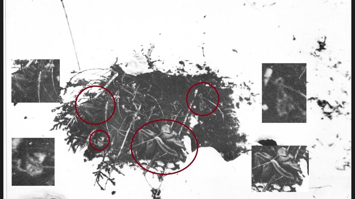 перевал дятлова фотографии тел погибших