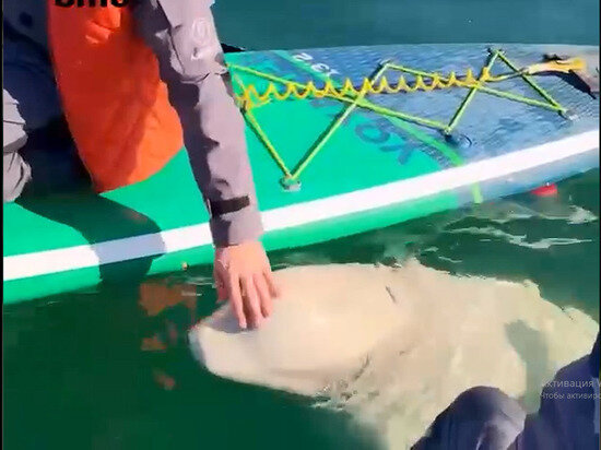 МИЛАЯ БЕЛУХА ПРИСОЕДИНИЛАСЬ К КОМАНДЕ САПЕРОВ ВО ВЛАДИВОСТОКЕ ФОТО: СКРИН ВИДЕО AMUR MASH 