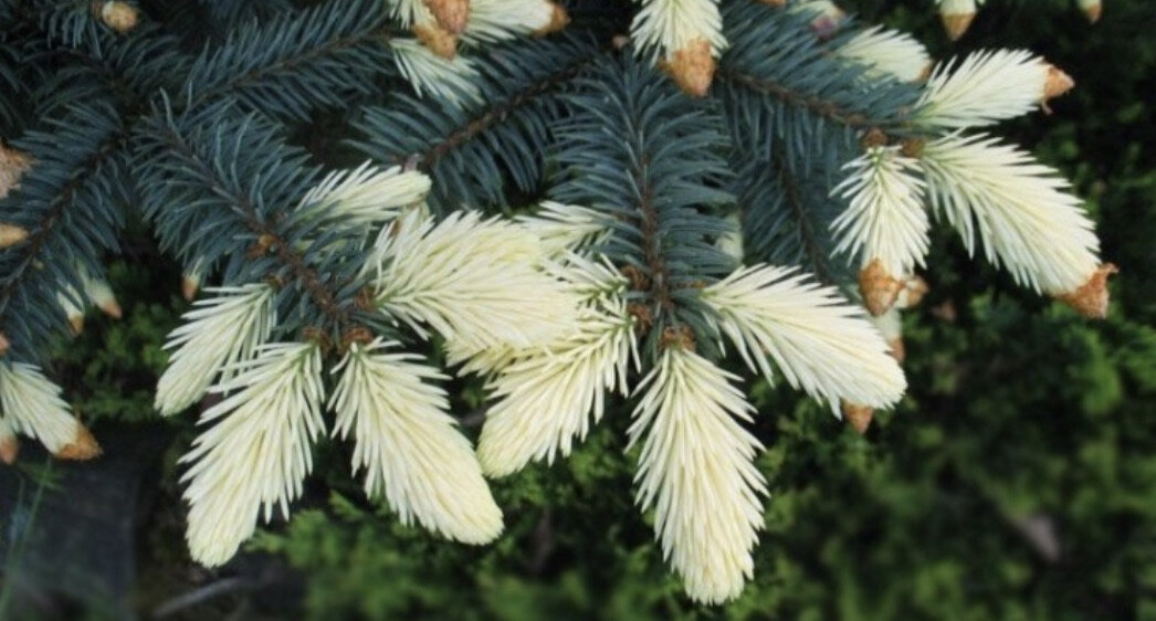 Ель колючая Белобок (Bialobok)