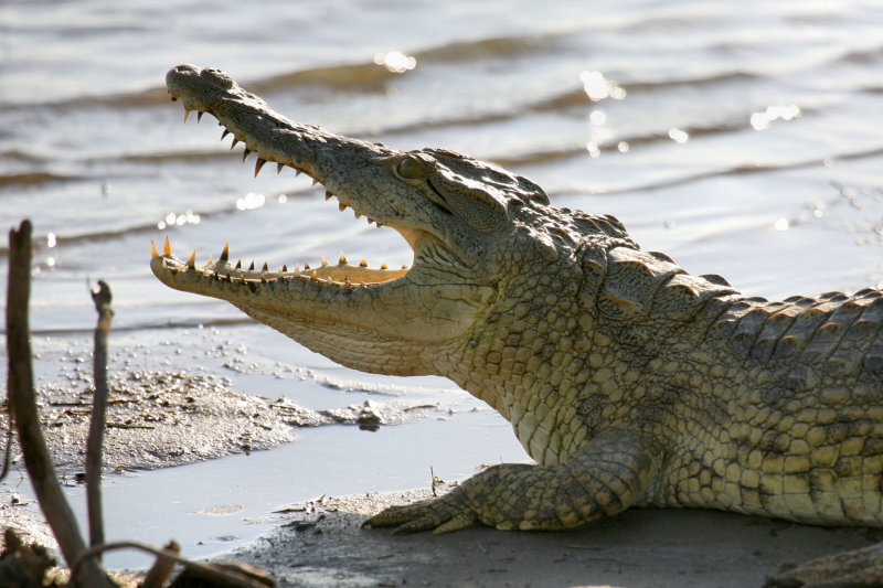 Нильский крокодил относится к пресмыкающимся. Гребнистый крокодил. Нильский крокодил. Нильский крокодил малыш. Лесной крокодил гребнистый.