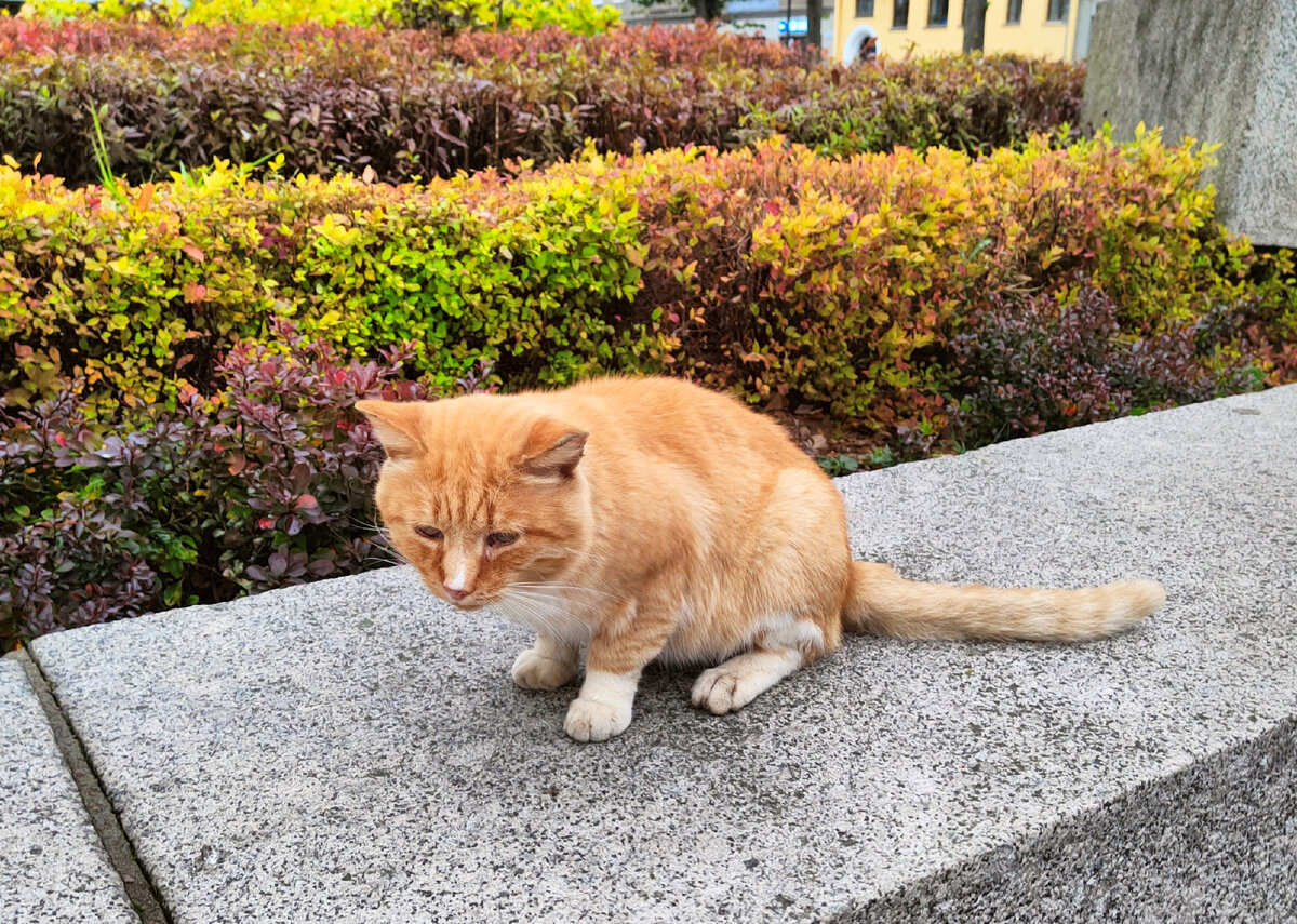 Милый рыжий котик