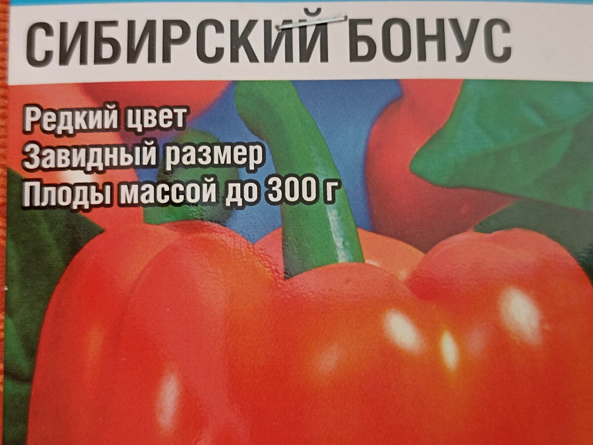 Перец ранний сибиряк описание сорта фото отзывы