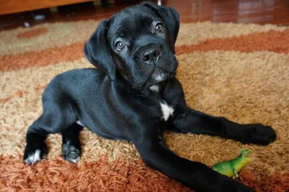     Фото: domashnij-zapovednik.com